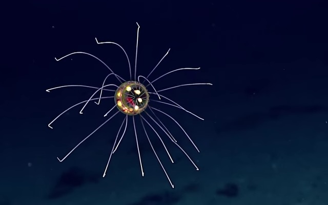 Transmisja na ywo z dna oceanu z wyprawy NOAA Ship Okeanos Explorer